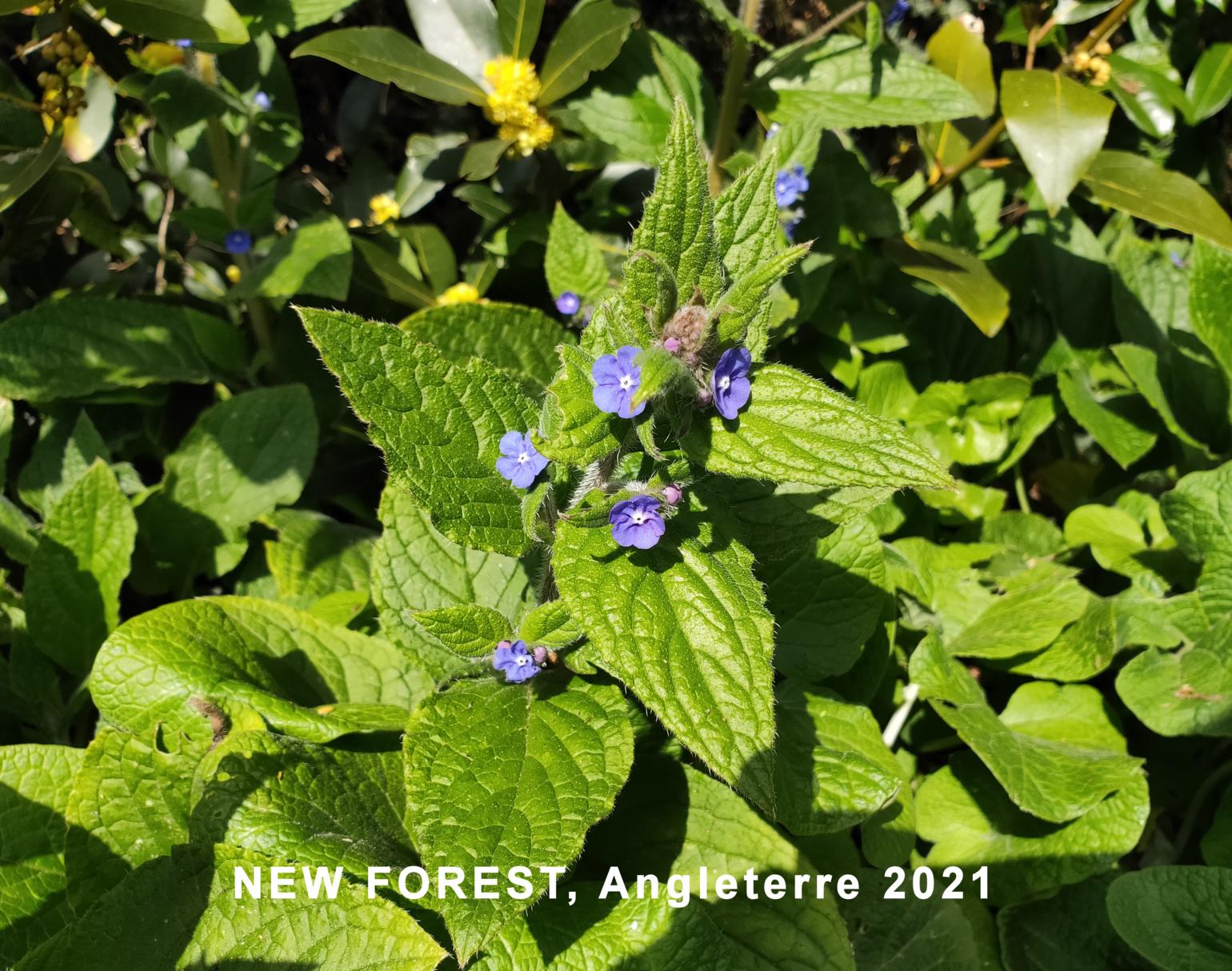 Alkanet, Evergreen